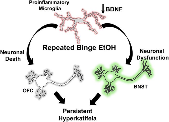 Microglia Promote Neurodegeneration and Hyperkatifeia during Withdrawal and Abstinence from Binge Alcohol