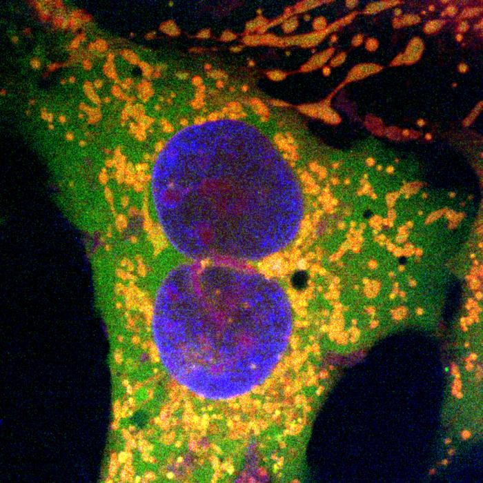 Human cells edited with retron-based gene editing method