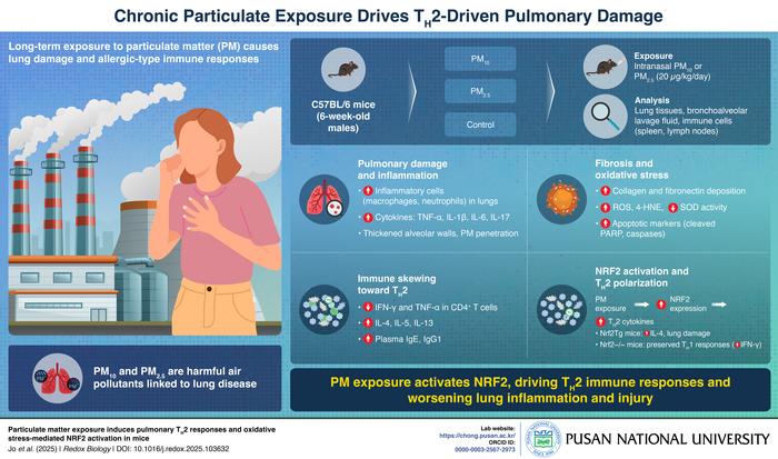 How Air Pollution Triggers Allergic Lung Inflammation