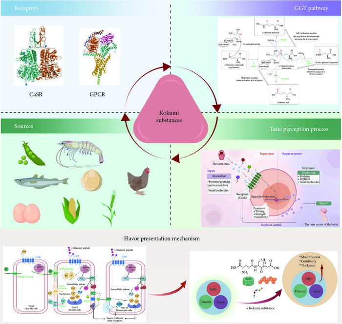 The receptors, sources, taste perception process and flavor presentation mechanism of kokumi peptide.