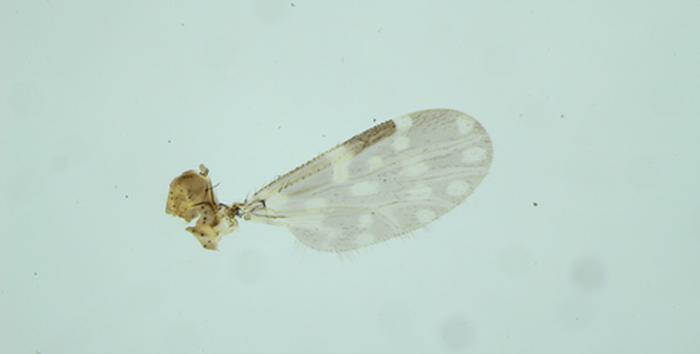 High-resolution microscopic image of an insect wing