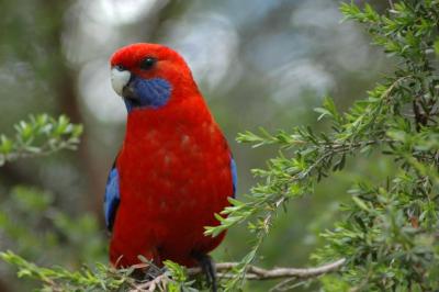 Crimson Rosella