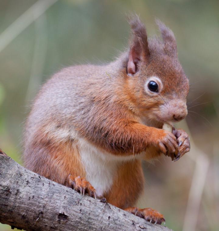 Human Leprosy Found in British Red Squirrels (9 of 10)