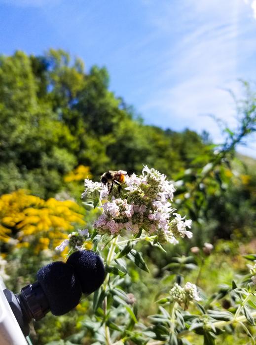 Bombus ternarius, the common orange-belted bumblebee
