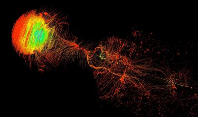 Simulation of Electron Acceleration
