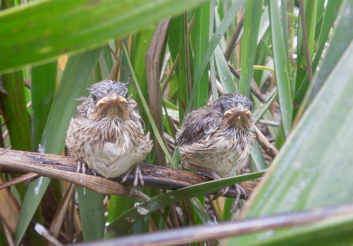 Seaside Sparrow Fledglings
