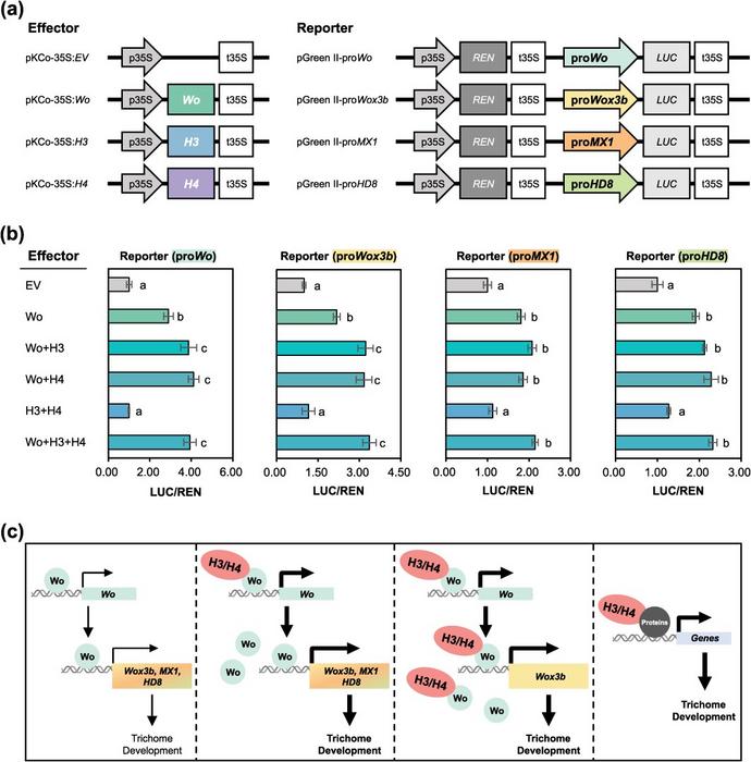 H3/H4-Wo protein complexes enhance the transcriptional activity of Wo and Wox3b genes.