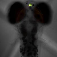 Larval Zebrafish Pineal Gland, Where Melatonin is Made