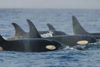 Killer Whales (Orcas)