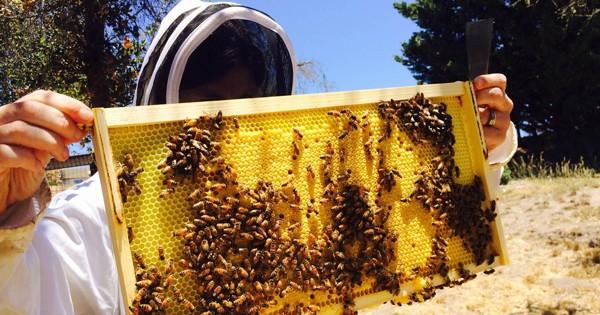 Coal Miners Shift to Beekeeping