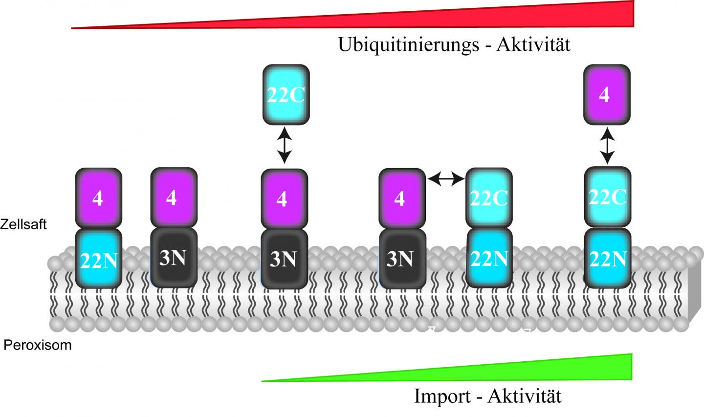 Peroxisome Fusions