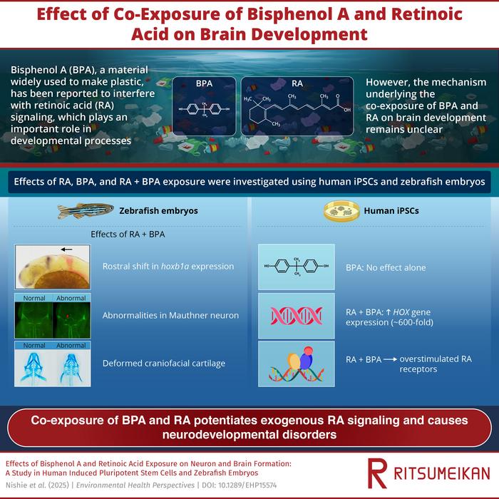 Effect of co-exposure to bisphenol A and retinoic acid on brain development