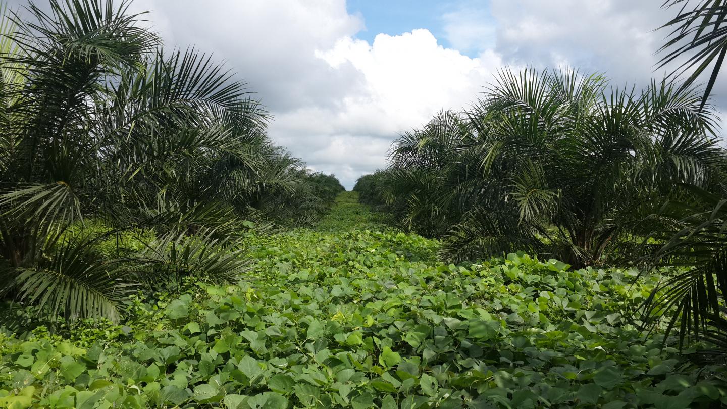 Young oil palms