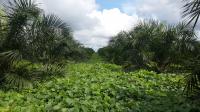 Young oil palms
