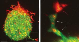 Mesothelial cells lead the invasion