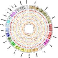 ALCL Genetic Map