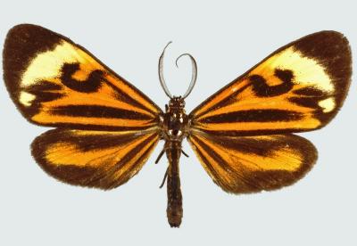 <i>Phaeochlaena hazara</i>