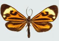 <i>Phaeochlaena hazara</i>
