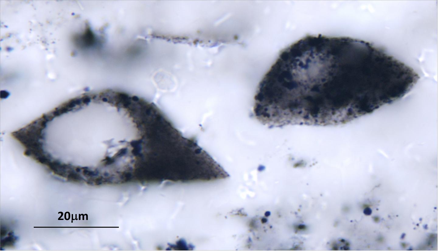 Fossil Autotrophe