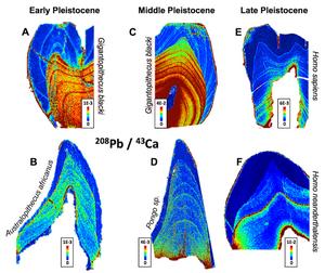 Graph for fossilized teeth
