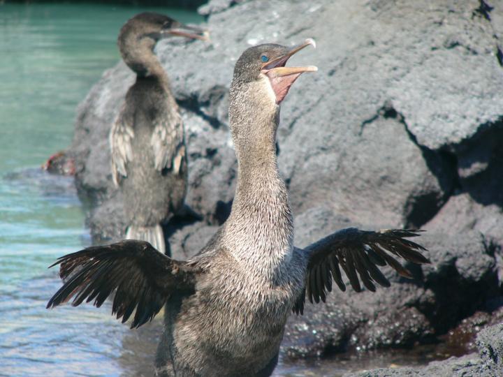 Why the Galapagos Cormorant Lost its Ability to Fly (2 of 3)