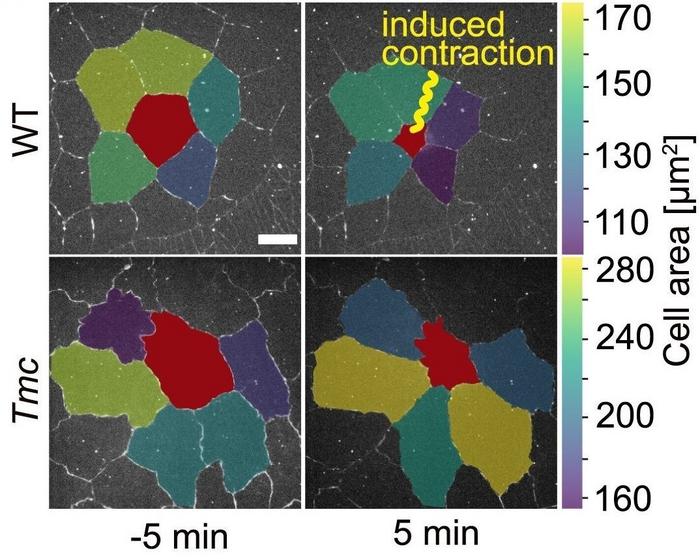 Experiment with contraction triggered by an optical stimulus of a cell (red) in tissues – results shown with force sensors (top) and then what happens when they are genetically turned off (bottom).