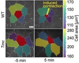 Experimenteller Test mit optisch ausgelöster Kontraktion einer Zelle (rot) in embryonalem Gewebe mit Tmc-Kraft-Sensoren (oben, „WT“ für Wildtyp) und ohne Tmc-Kraft-Sensoren (unten, „Tmc“ für Mutanten). Die Zellen sind entsprechend ihrer Fläche