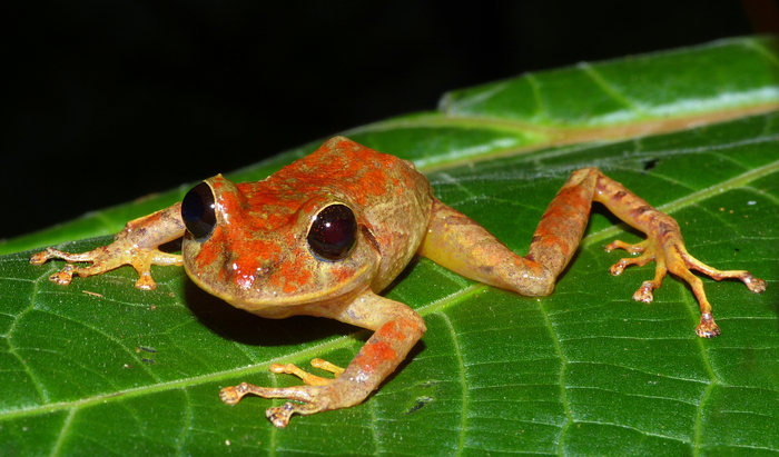 Greta Thunberg´s Rainfrog (Pristimantis gretathunbergae)