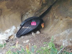 Adult Female Condor with Chick