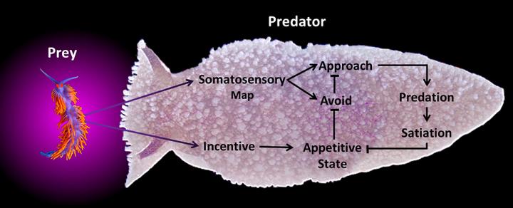 Predator and Prey