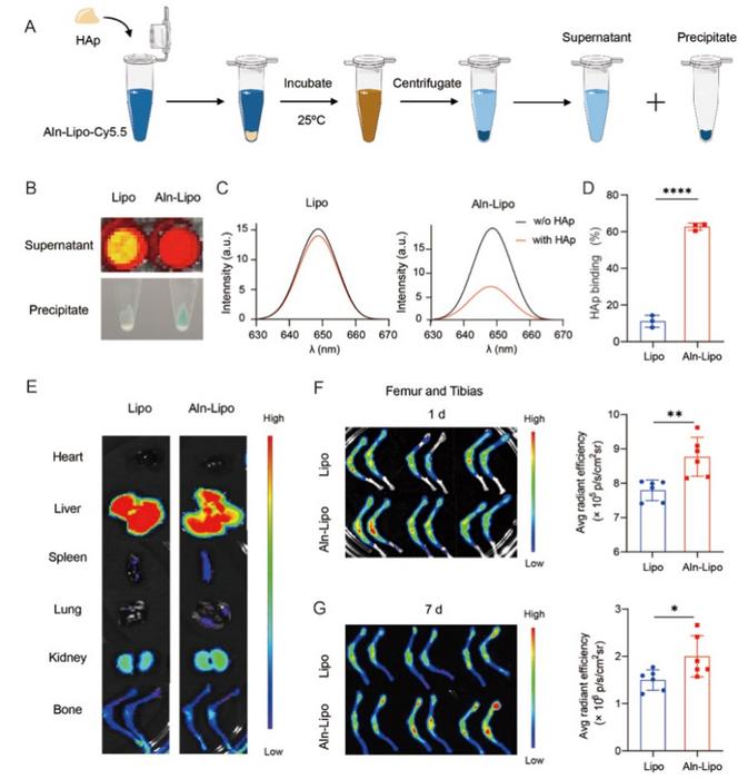 Fig. 2. Aln-Lipo exhibited bone targeting capacity both in vitro and in vivo.