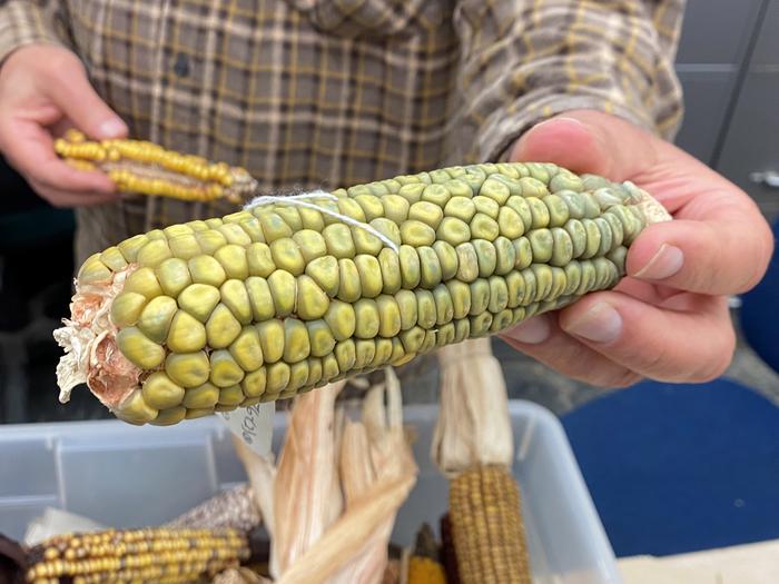 Mutant corn at the University of Illinois Urbana-Champaign