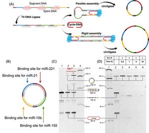 Circular Single-Stranded DNA for Multi-Target miRNA Therapy