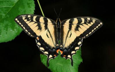 Canadian Tiger Swallowtail Butterfly