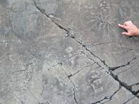 Ediacaran Community