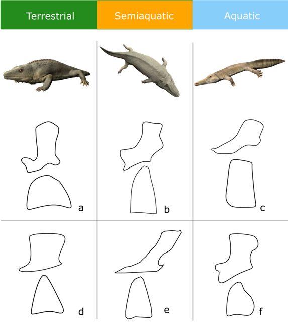 How The Amphibians Got Their Vertebrae: Ancient amphibians evolved stiffer intervertebral joints for aquatic lives