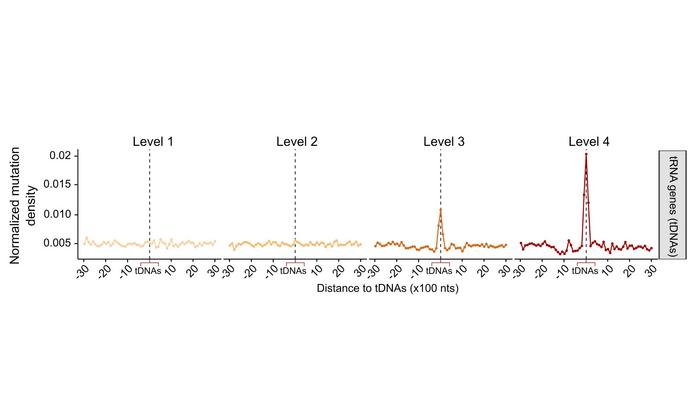 Mutations in the "translators" of the human cell alter the reading of the genetic code in cancer and ageing