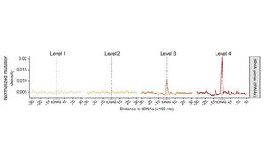 Mutations in the "translators" of the human cell alter the reading of the genetic code in cancer and ageing