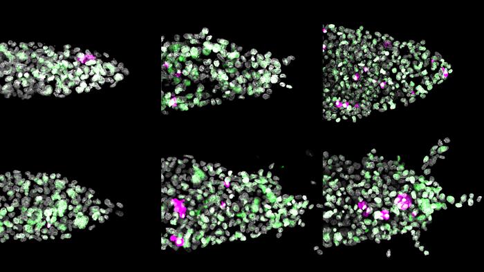 Lab grown tumor samples