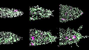 Lab grown tumor samples