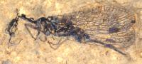 Fossil discovery
