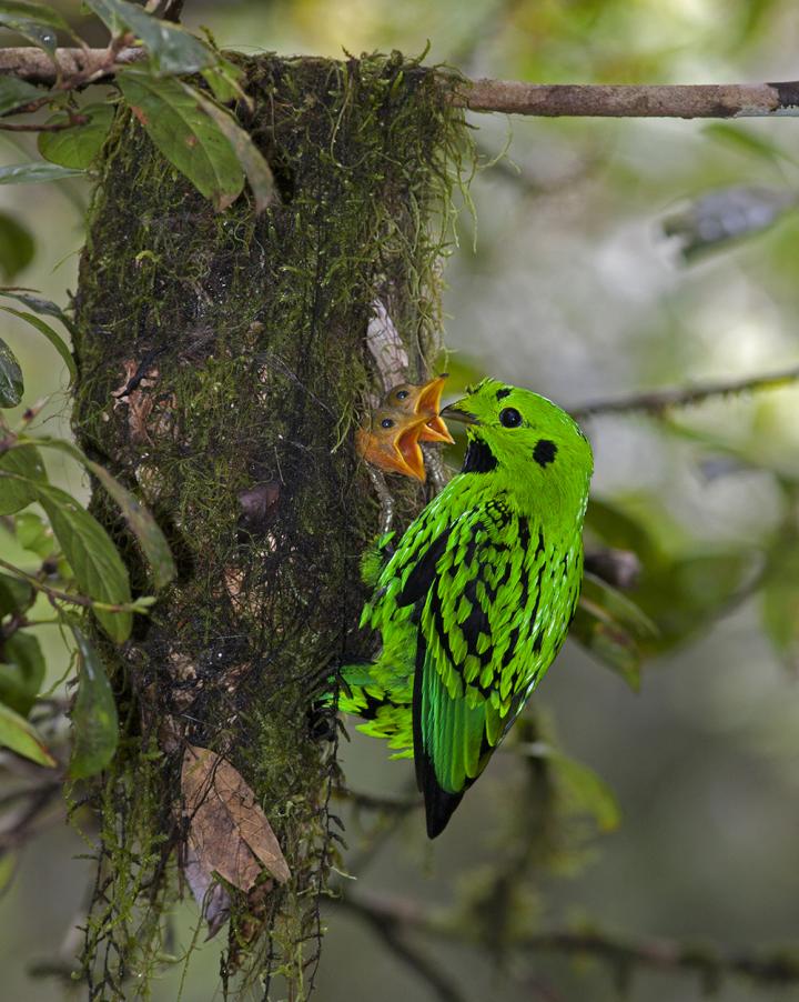 Broadbill
