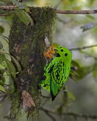 Broadbill