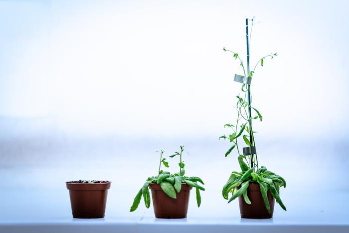 Arabidopsis thaliana (mouse ear cress) plants at different developmental stages