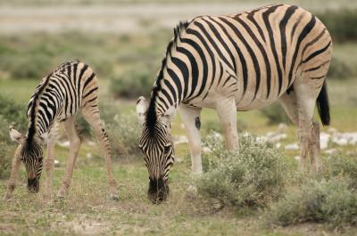 Zebras Grazing