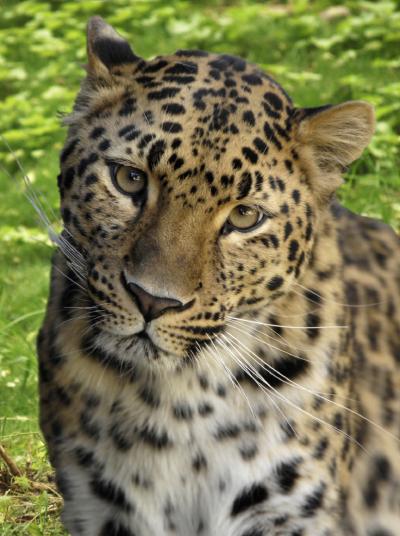 Leopard