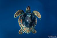Tagged Loggerhead from Above
