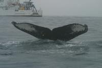 NOAA Marine Mammal Survey