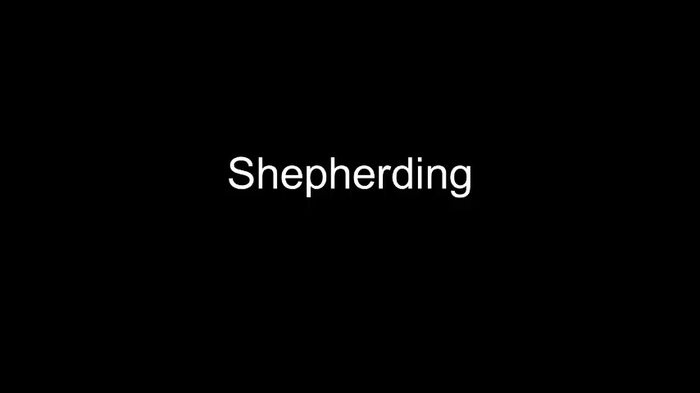 Video of mice "shepherding"