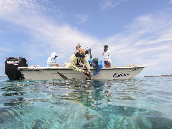 Shedd Aquarium Shark Telemetry Research